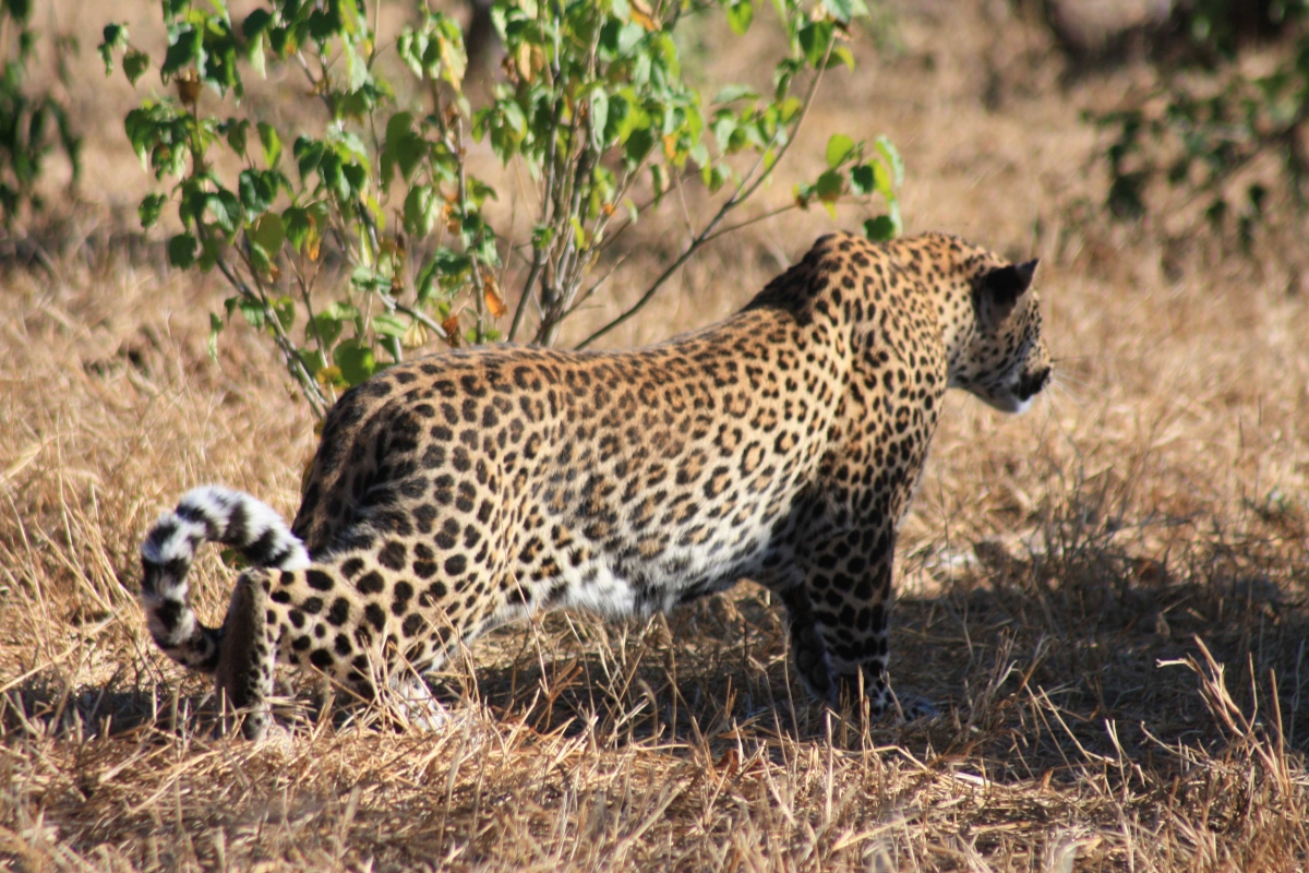 South Africa leopards Disc3 148     